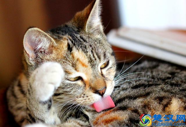 猫跳蚤会引发的4种疾病，得用这4种方法消除，你家猫有过跳蚤吗？