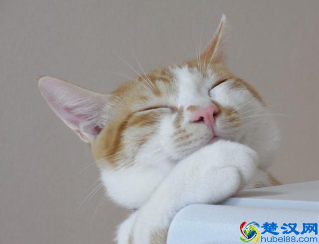 猫跳蚤会引发的4种疾病，得用这4种方法消除，你家猫有过跳蚤吗？