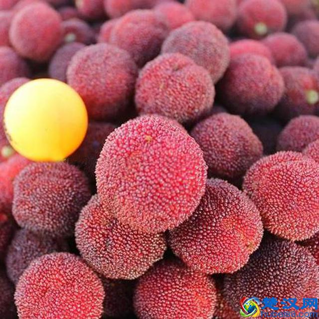 杨梅的保存方法和杨梅怎样吃才好