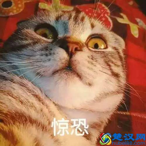 北京外国语大学德语学院成立了