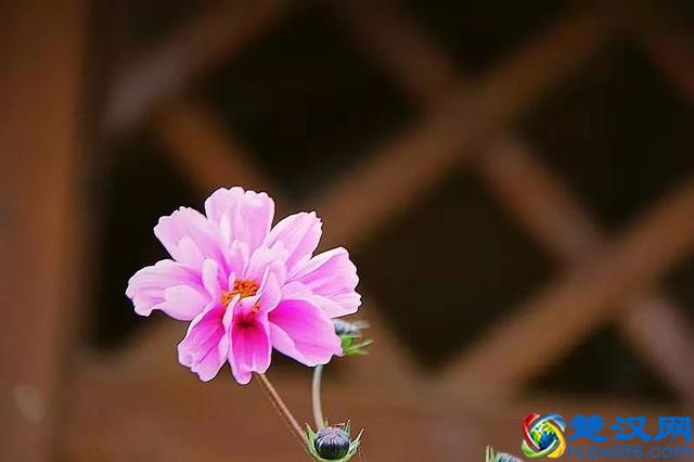 记得，每天给自己一个微笑！（共勉）