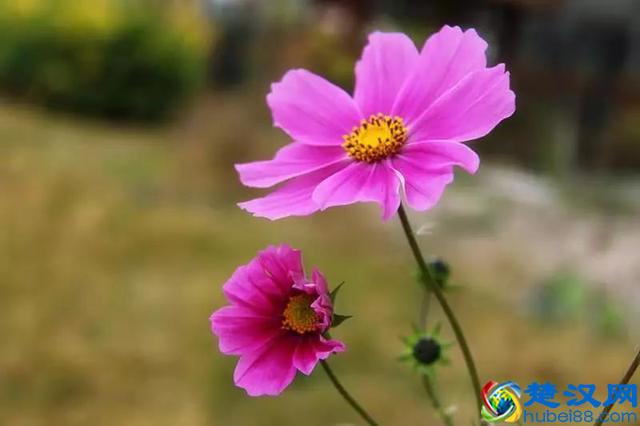 记得，每天给自己一个微笑！（共勉）