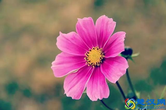 记得，每天给自己一个微笑！（共勉）