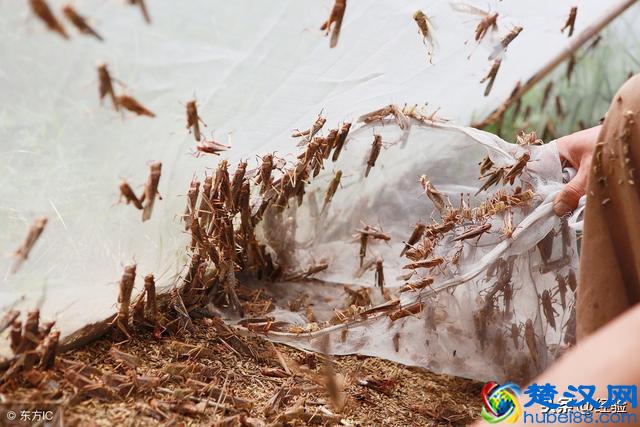 蚂蚱的养殖方法