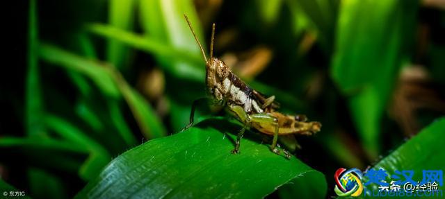 蚂蚱的养殖方法