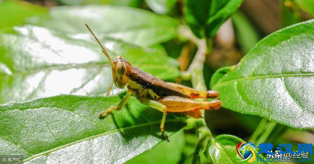 蚂蚱的养殖方法