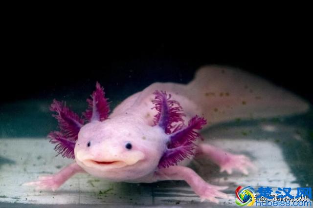 教你如何养一只被称为“火龙”宠物：“蝾螈Axolotl”