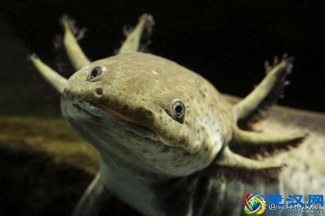 教你如何养一只被称为“火龙”宠物：“蝾螈Axolotl”