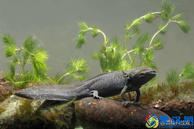 教你如何养一只被称为“火龙”宠物：“蝾螈Axolotl”