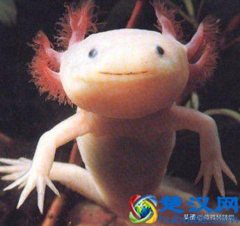 教你如何养一只被称为“火龙”宠物：“蝾螈Axolotl”