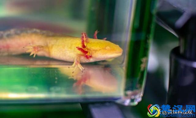 教你如何养一只被称为“火龙”宠物：“蝾螈Axolotl”