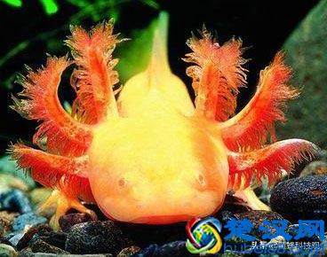 教你如何养一只被称为“火龙”宠物：“蝾螈Axolotl”