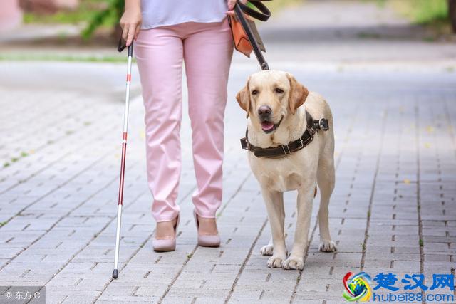 哪些狗适合做导盲犬？