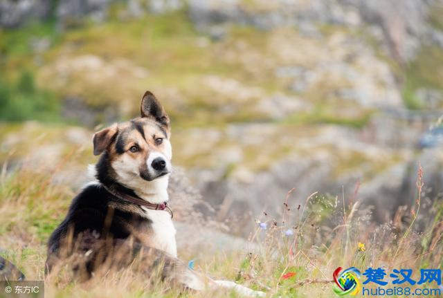 哪些狗适合做导盲犬？