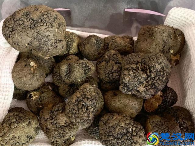 到底什么是松露，它为什么如此昂贵？