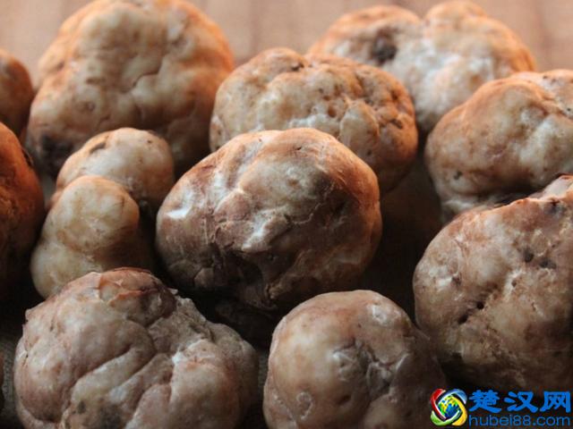 到底什么是松露，它为什么如此昂贵？