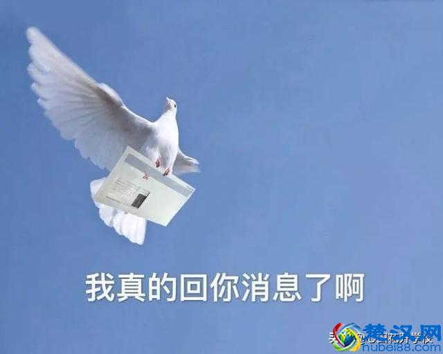 涨知识了，“放鸽子”原来是这么来的