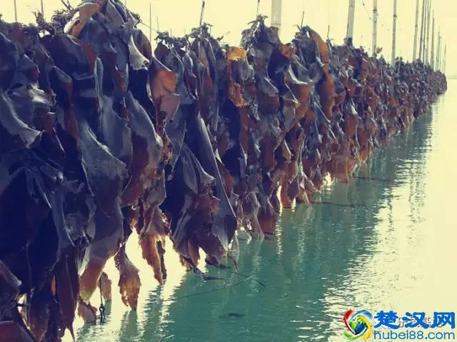 海带就是昆布？他们算海鲜吗？不用纠结，好吃最重要