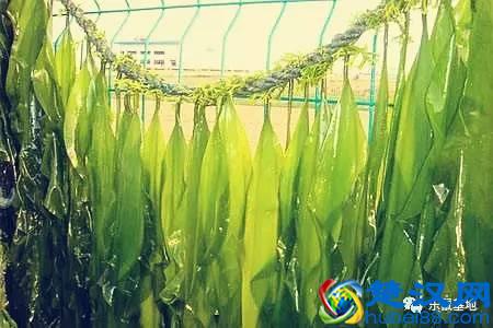 海带就是昆布？他们算海鲜吗？不用纠结，好吃最重要