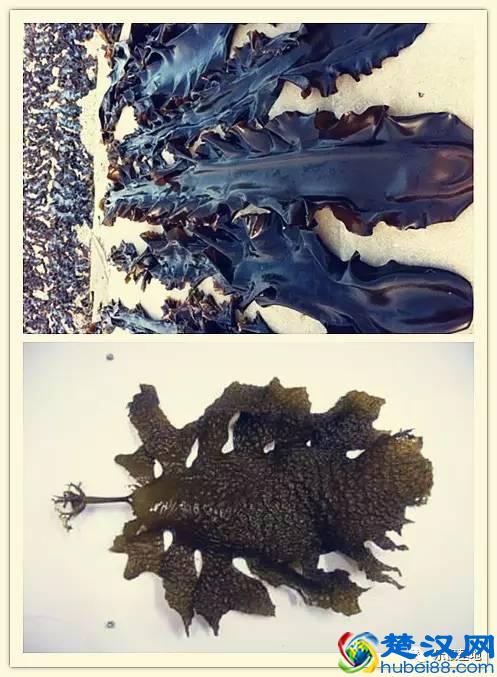 海带就是昆布？他们算海鲜吗？不用纠结，好吃最重要