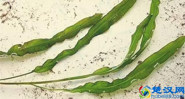 海带就是昆布？他们算海鲜吗？不用纠结，好吃最重要