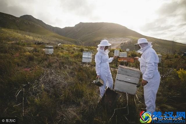 2019年农村养什么最赚钱？推荐6种兴旺的养殖产业项目