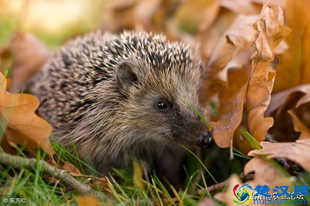 2019年农村养什么最赚钱？推荐6种兴旺的养殖产业项目