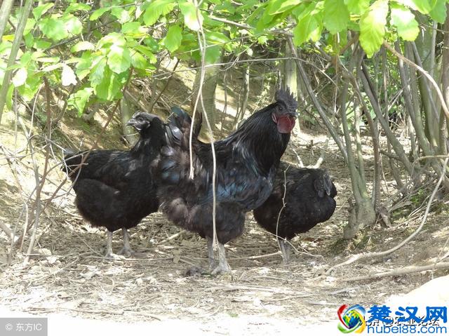 2019年农村养什么最赚钱？推荐6种兴旺的养殖产业项目