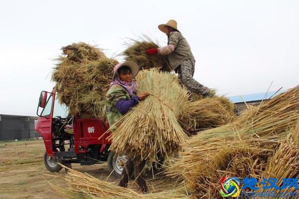 农村的稻草收购的买卖,已经发展成一门生意