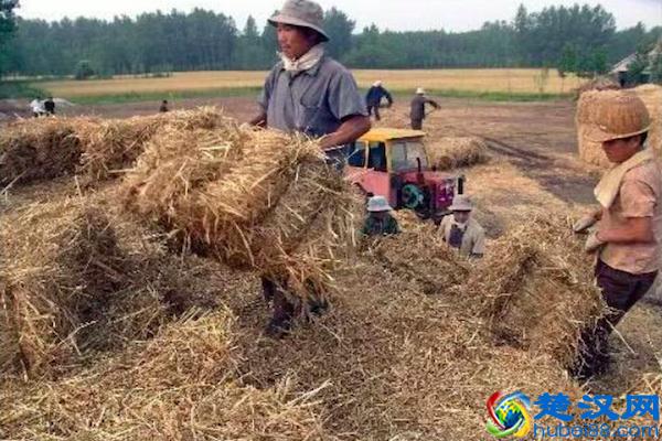 农村的稻草收购的买卖,已经发展成一门生意