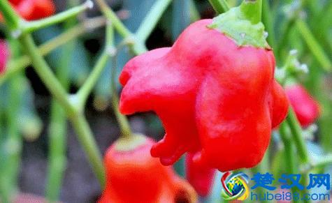 全球最辣的9种辣椒，吃过一种算你厉害，全吃过的你是魔鬼吗？