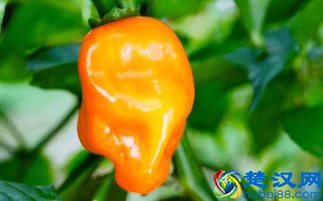 全球最辣的9种辣椒，吃过一种算你厉害，全吃过的你是魔鬼吗？