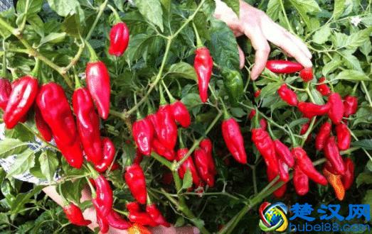 全球最辣的9种辣椒，吃过一种算你厉害，全吃过的你是魔鬼吗？