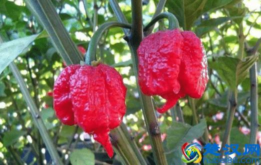 全球最辣的9种辣椒，吃过一种算你厉害，全吃过的你是魔鬼吗？