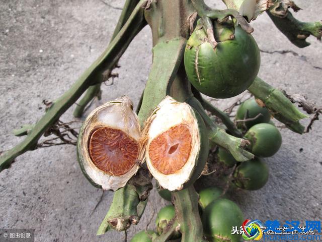 医生告诫：槟榔吃起来很上瘾，但一出事就是癌症