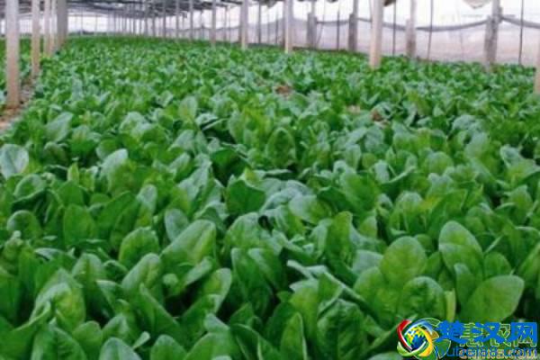 菠菜的种植方法和管理技术，这些方面要注意