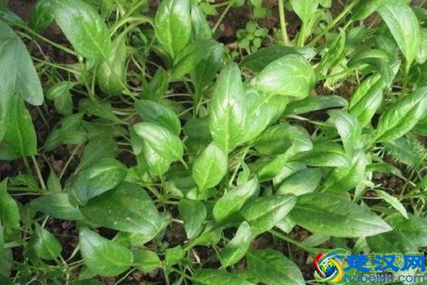 菠菜的种植方法和管理技术，这些方面要注意