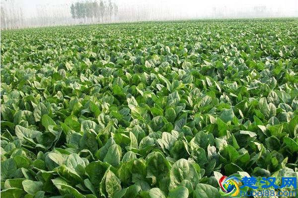 菠菜的种植方法和管理技术，这些方面要注意