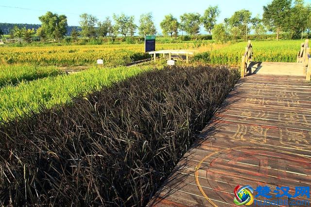 石板上长出的大米，你听说过吗？你吃过吗？