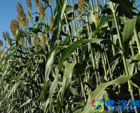 中国五大甘蔗之乡，这个省的农村至少霸占三席，火烤甘蔗你吃过没