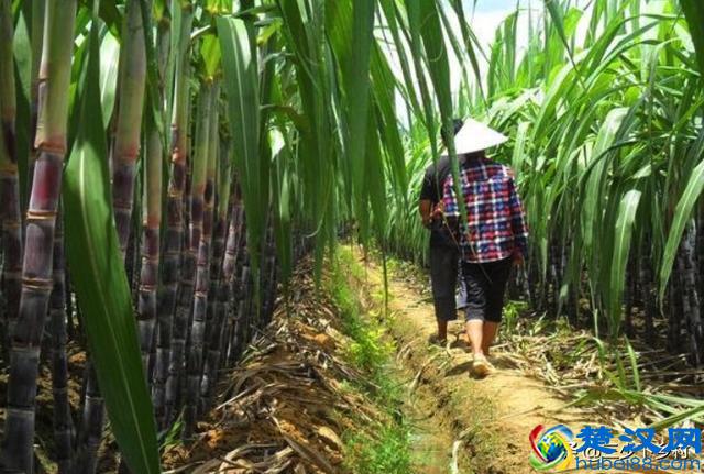 中国五大甘蔗之乡，这个省的农村至少霸占三席，火烤甘蔗你吃过没