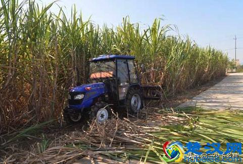 中国五大甘蔗之乡，这个省的农村至少霸占三席，火烤甘蔗你吃过没