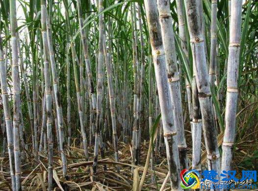 中国五大甘蔗之乡，这个省的农村至少霸占三席，火烤甘蔗你吃过没