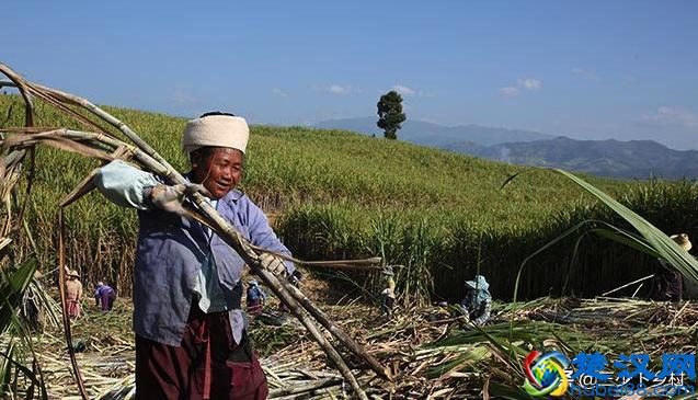 中国五大甘蔗之乡，这个省的农村至少霸占三席，火烤甘蔗你吃过没