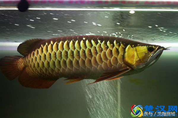 金龙鱼产地寻根问祖