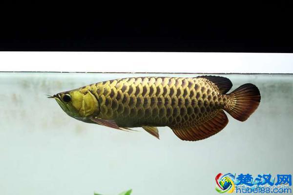 金龙鱼产地寻根问祖