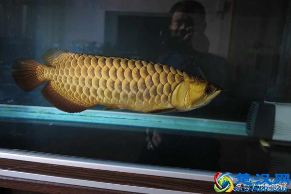 金龙鱼产地寻根问祖