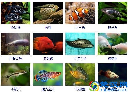 热带鱼大全(让你认识所有的热带鱼)