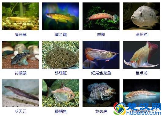 热带鱼大全(让你认识所有的热带鱼)