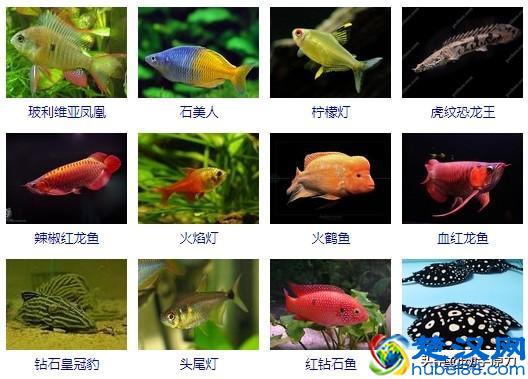 热带鱼大全(让你认识所有的热带鱼)